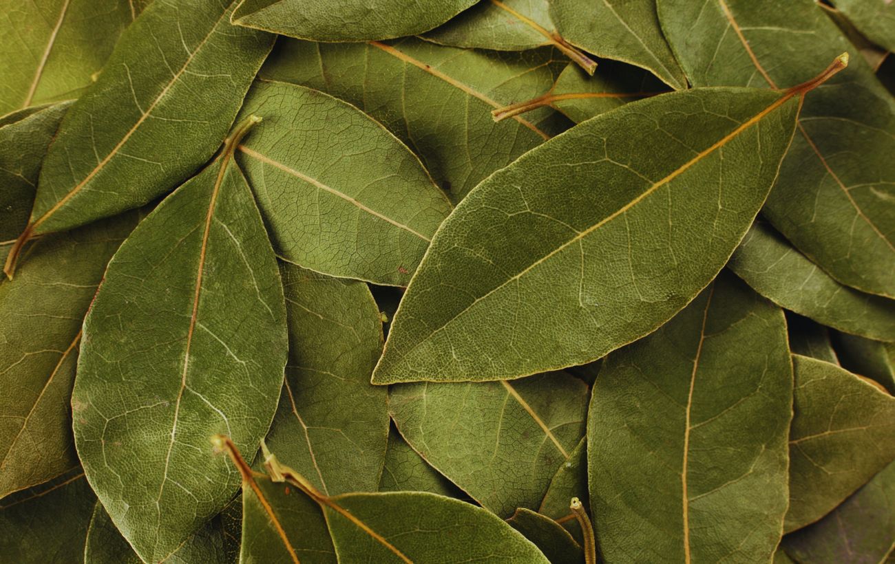 La pianta di alloro ha un'importanza enorme per il Feng Shui